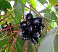 Jamun Seed (Syzygium Cumini) 